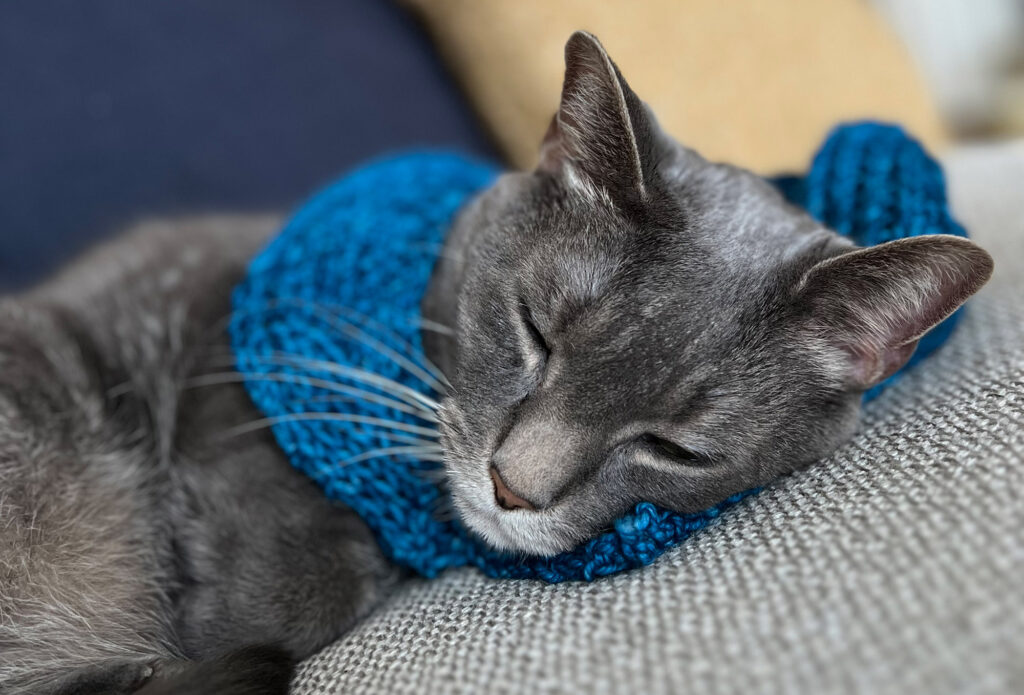 Tina's cat wearing the first scarf that her friend Doug taught her to knit.