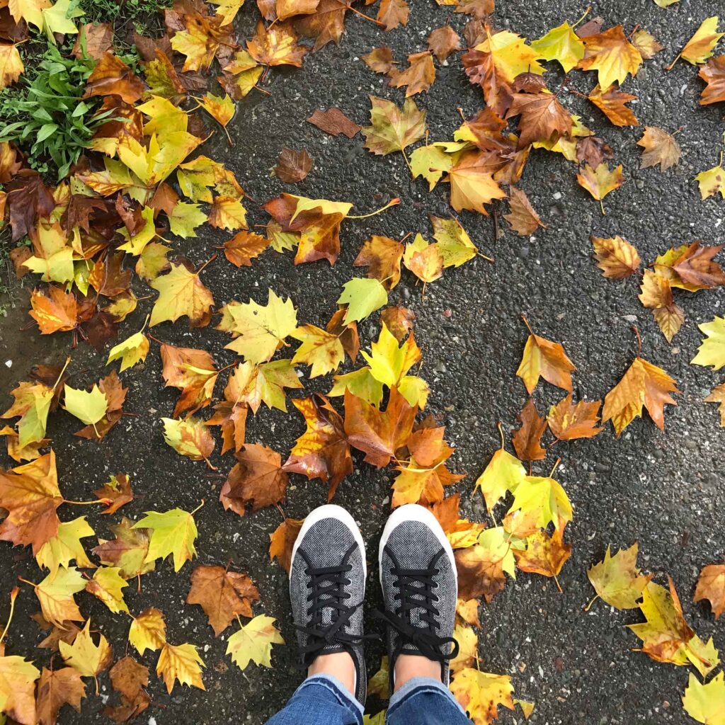 fall leaves on the ground