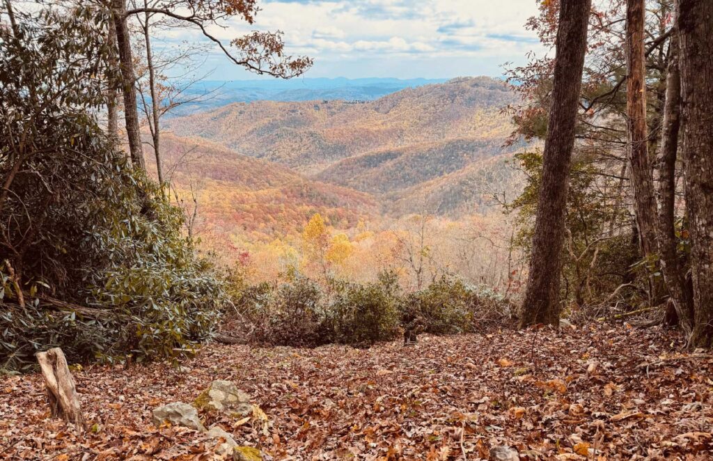 photo of fallen leaves, with rolling hills in the background